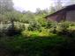 užovka stromová (16.8.2014)